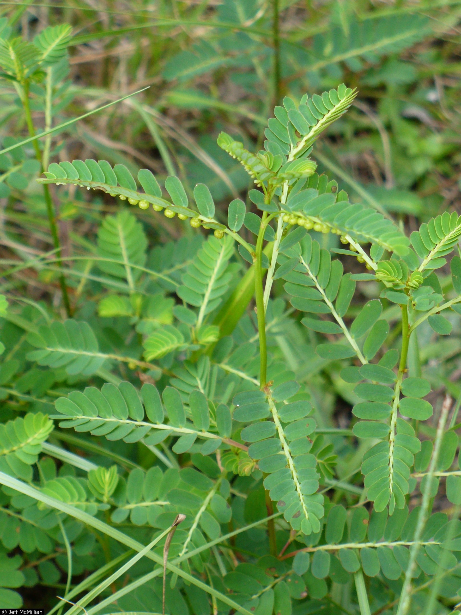 Chamberbitter | What Is This Weed?